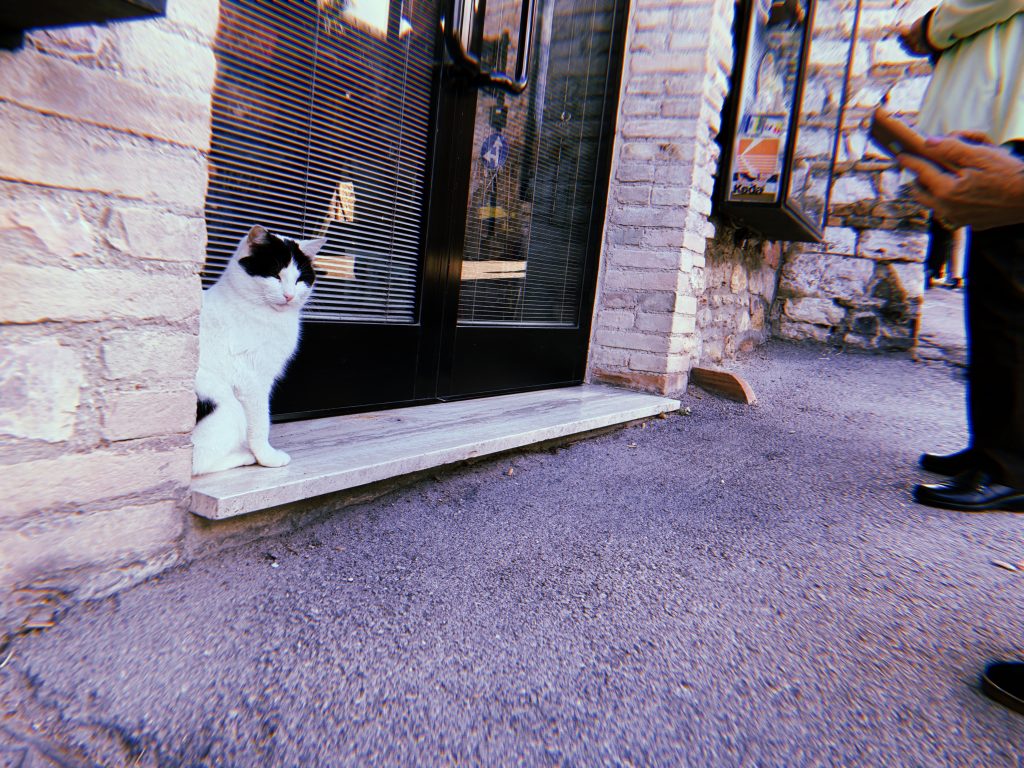 cute black and white cat in the doorway of a shop in Assisi